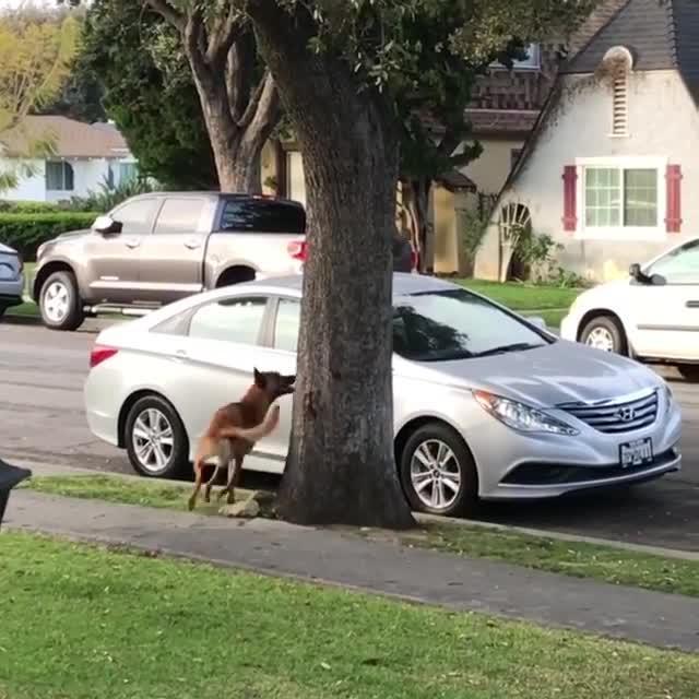 Dog Chases Squirrel Around Tree - Poke My Heart