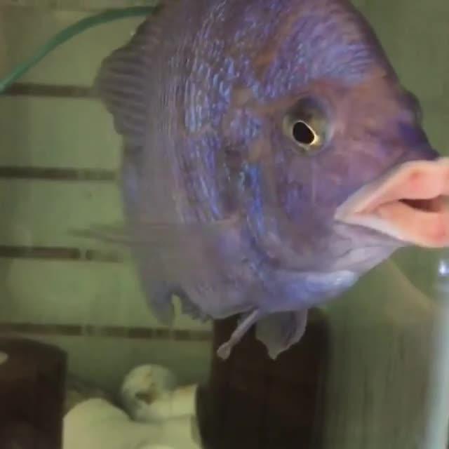 Fish with HumanLike Lips Swims in Fish Tank Poke My Heart