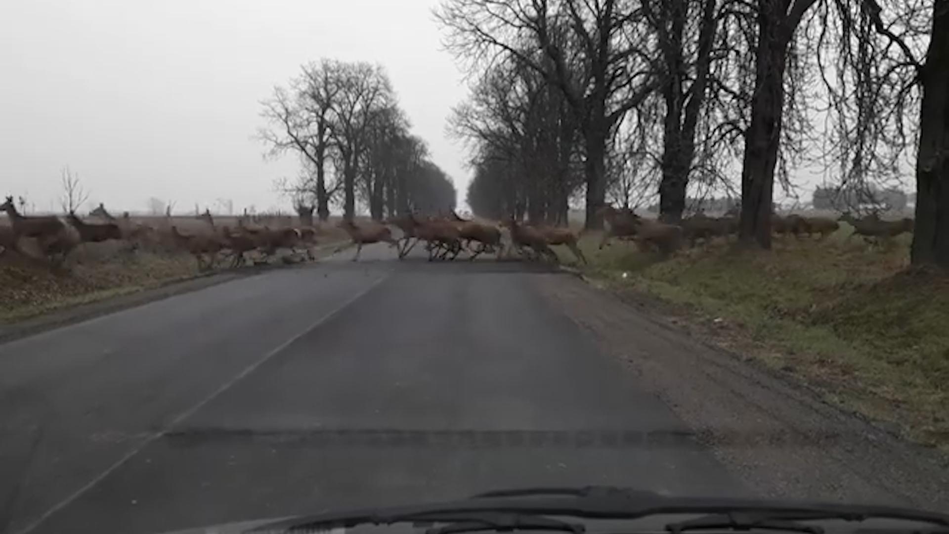 Driver Watches Giant Herd of Deer Crosses Local Road - Poke My Heart