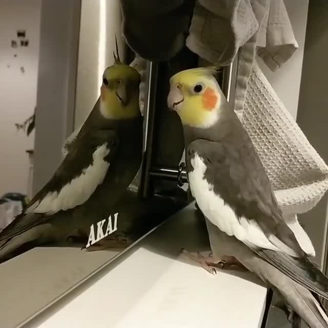 Cockatiel Bird Sings Beautiful Tune While Looking at Their Reflection ...