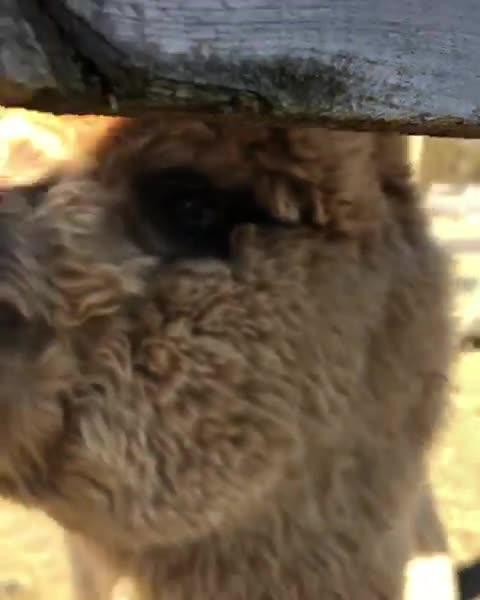 adorable-alpaca-makes-funny-humming-noises-to-say-hello-poke-my-heart