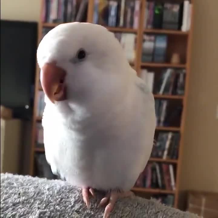 Parrot Sings His Version Of Popular Kids' Song - Poke My Heart