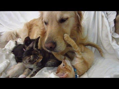 Kittens Cuddle and Play With Golden Retriever - Poke My Heart